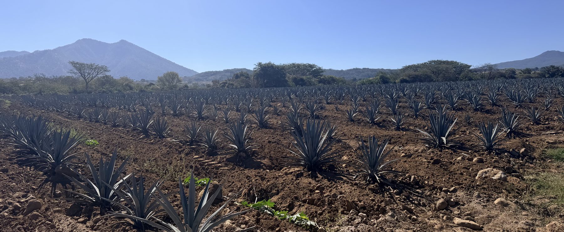Blue agave field beneath the mountains